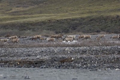 Caribou, Herd, crossing river-062509-ANWR, Aichilik River, AK-#0378.jpg