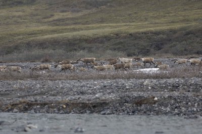 Caribou, Herd, crossing river-062509-ANWR, Aichilik River, AK-#0380.jpg