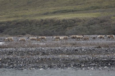 Caribou, Herd, crossing river-062509-ANWR, Aichilik River, AK-#0385.jpg
