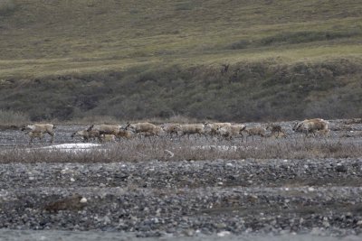 Caribou, Herd, crossing river-062509-ANWR, Aichilik River, AK-#0389.jpg