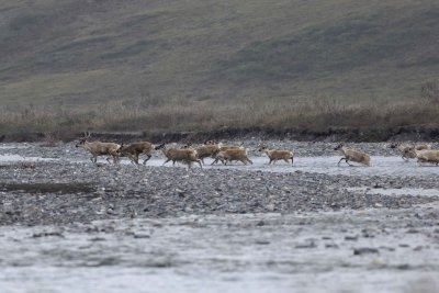 Caribou, Herd, crossing river-062509-ANWR, Aichilik River, AK-#0397.jpg