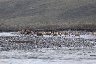 Caribou, Herd, crossing river-062509-ANWR, Aichilik River, AK-#0398.jpg