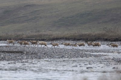 Caribou, Herd, crossing river-062509-ANWR, Aichilik River, AK-#0401.jpg