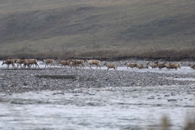 Caribou, Herd, crossing river-062509-ANWR, Aichilik River, AK-#0402.jpg