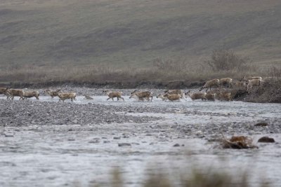 Caribou, Herd, crossing river-062509-ANWR, Aichilik River, AK-#0406.jpg