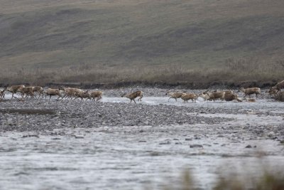 Caribou, Herd, crossing river-062509-ANWR, Aichilik River, AK-#0409.jpg