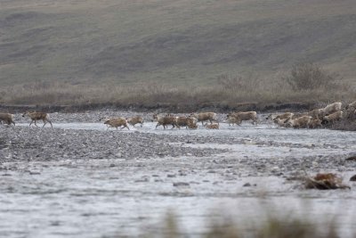 Caribou, Herd, crossing river-062509-ANWR, Aichilik River, AK-#0410.jpg