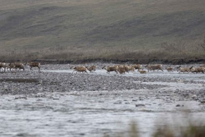 Caribou, Herd, crossing river-062509-ANWR, Aichilik River, AK-#0412.jpg