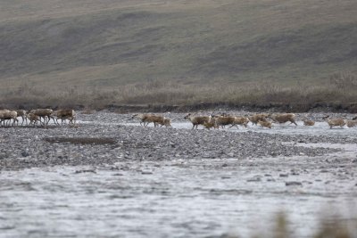 Caribou, Herd, crossing river-062509-ANWR, Aichilik River, AK-#0415.jpg