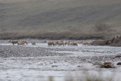 Caribou, Herd, crossing river-062509-ANWR, Aichilik River, AK-#0418.jpg