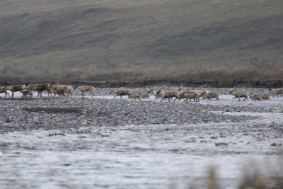 Caribou, Herd, crossing river-062509-ANWR, Aichilik River, AK-#0420.jpg