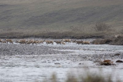 Caribou, Herd, crossing river-062509-ANWR, Aichilik River, AK-#0421.jpg