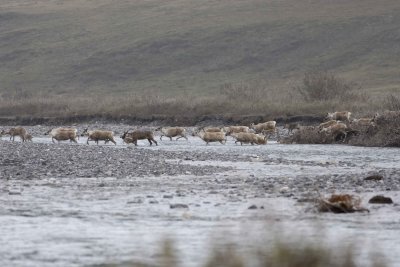 Caribou, Herd, crossing river-062509-ANWR, Aichilik River, AK-#0423.jpg