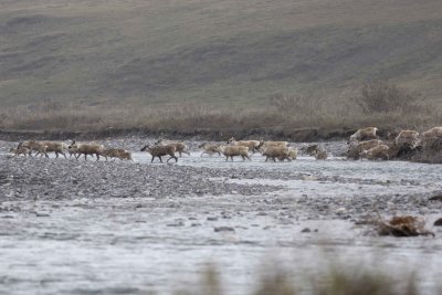 Caribou, Herd, crossing river-062509-ANWR, Aichilik River, AK-#0424.jpg