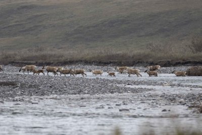 Caribou, Herd, crossing river-062509-ANWR, Aichilik River, AK-#0429.jpg