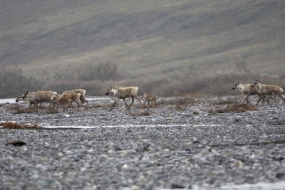Caribou, Herd, crossing river-062509-ANWR, Aichilik River, AK-#0434.jpg