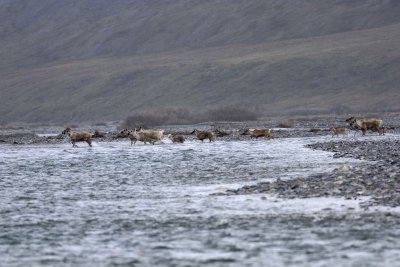Caribou, Herd, crossing river-062509-ANWR, Aichilik River, AK-#0444.jpg