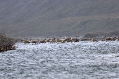 Caribou, Herd, crossing river-062509-ANWR, Aichilik River, AK-#0448.jpg