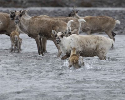 Caribou, Herd, crossing river-062509-ANWR, Aichilik River, AK-#0498.jpg