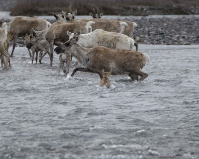Caribou, Herd, crossing river-062509-ANWR, Aichilik River, AK-#0499.jpg
