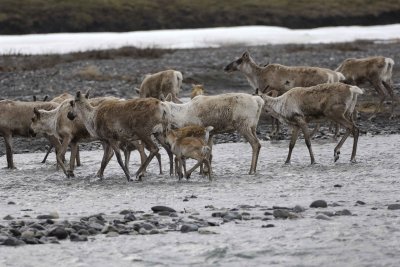 Caribou, Herd, crossing river-062509-ANWR, Aichilik River, AK-#0502.jpg