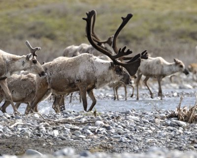Caribou, Herd, crossing river-062509-ANWR, Aichilik River, AK-#0906.jpg
