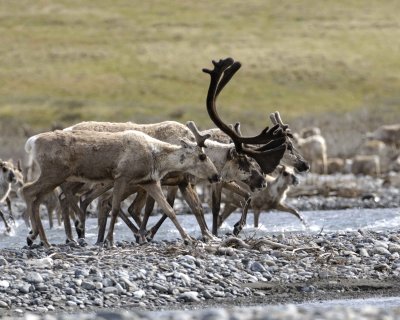 Caribou, Herd, crossing river-062509-ANWR, Aichilik River, AK-#0912.jpg