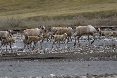 Caribou, Herd, crossing river-062509-ANWR, Aichilik River, AK-#0985.jpg