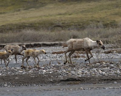Caribou, Herd, crossing river-062509-ANWR, Aichilik River, AK-#0989.jpg