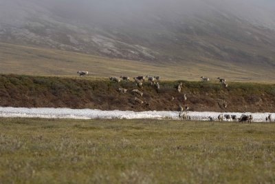 Caribou, Herd, moving up onto tundra-062509-ANWR, Aichilik River, AK-#0058.jpg