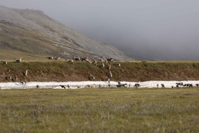 Caribou, Herd, moving up onto tundra-062509-ANWR, Aichilik River, AK-#0081.jpg