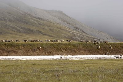 Caribou, Herd, moving up onto tundra-062509-ANWR, Aichilik River, AK-#0082.jpg