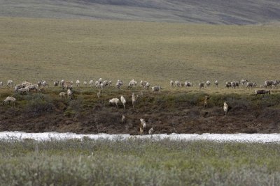Caribou, Herd, moving up onto tundra-062509-ANWR, Aichilik River, AK-#1010.jpg