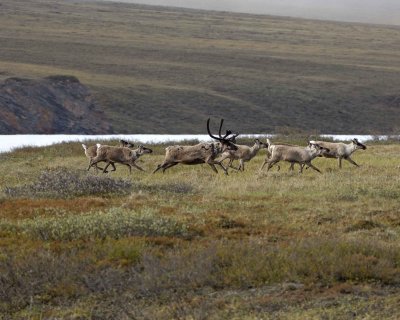 Caribou, Herd, on tundra-062509-ANWR, Aichilik River, AK-#0117.jpg