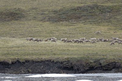Caribou, Herd, running on tundra-062509-ANWR, Aichilik River, AK-#0327.jpg