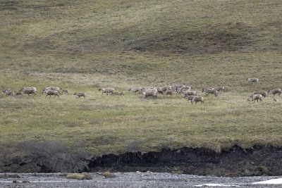 Caribou, Herd, running on tundra-062509-ANWR, Aichilik River, AK-#0331.jpg