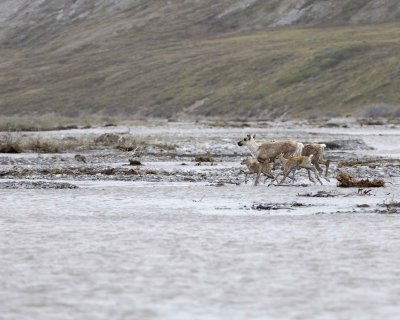 Caribou, 2 Cows & 2 Calves, crossing river-062609-ANWR, Aichilik River, AK-#0472.jpg