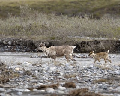 Caribou, Cow & Calf, crossing river-062609-ANWR, Aichilik River, AK-#0156.jpg