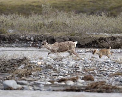 Caribou, Cow & Calf, crossing river-062609-ANWR, Aichilik River, AK-#0157.jpg
