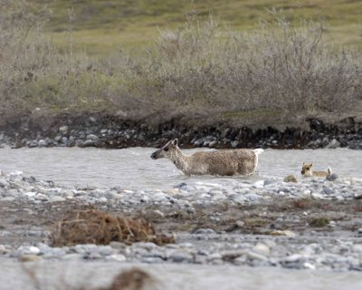 Caribou, Cow & Calf, crossing river-062609-ANWR, Aichilik River, AK-#0158.jpg