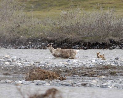 Caribou, Cow & Calf, crossing river-062609-ANWR, Aichilik River, AK-#0159.jpg