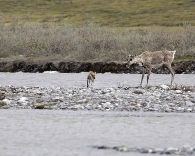Caribou, Cow & Calf, crossing river-062609-ANWR, Aichilik River, AK-#0165.jpg
