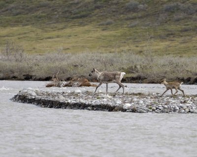 Caribou, Cow & Calf, crossing river-062609-ANWR, Aichilik River, AK-#0169.jpg