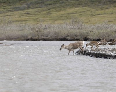 Caribou, Cow & Calf, crossing river-062609-ANWR, Aichilik River, AK-#0177.jpg