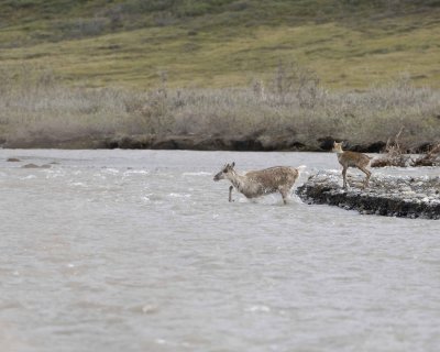 Caribou, Cow & Calf, crossing river-062609-ANWR, Aichilik River, AK-#0178.jpg