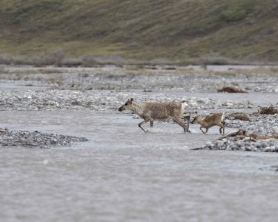 Caribou, Cow & Calf, crossing river-062609-ANWR, Aichilik River, AK-#0202.jpg