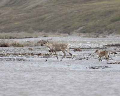 Caribou, Cow & Calf, crossing river-062609-ANWR, Aichilik River, AK-#0207.jpg