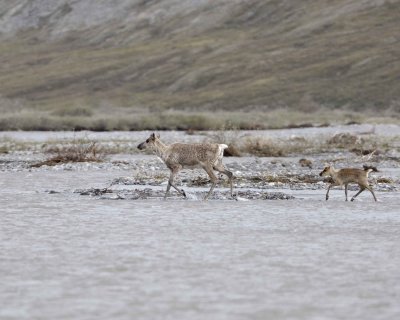Caribou, Cow & Calf, crossing river-062609-ANWR, Aichilik River, AK-#0209.jpg