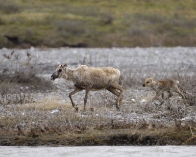 Caribou, Cow & Calf, crossing river-062609-ANWR, Aichilik River, AK-#0380.jpg