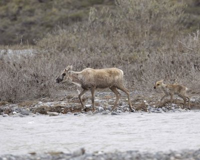 Caribou, Cow & Calf, crossing river-062609-ANWR, Aichilik River, AK-#0388.jpg